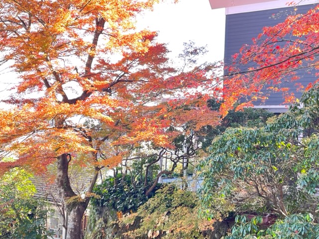 横浜市の工務店せらら工房のブログ　紅葉の季節