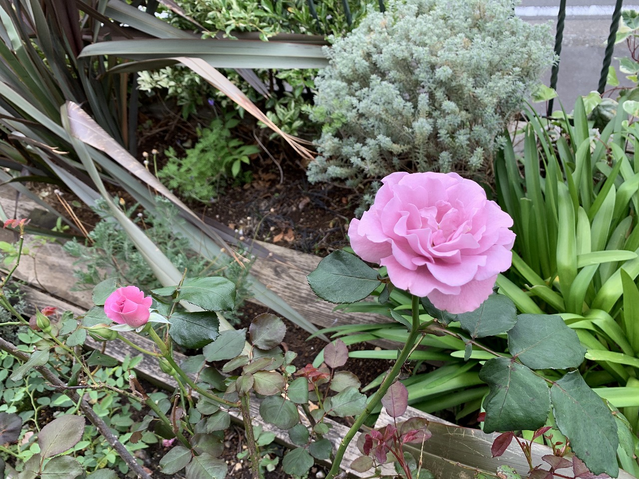 横浜市の工務店房のブログ　レンガの家とバラの花
