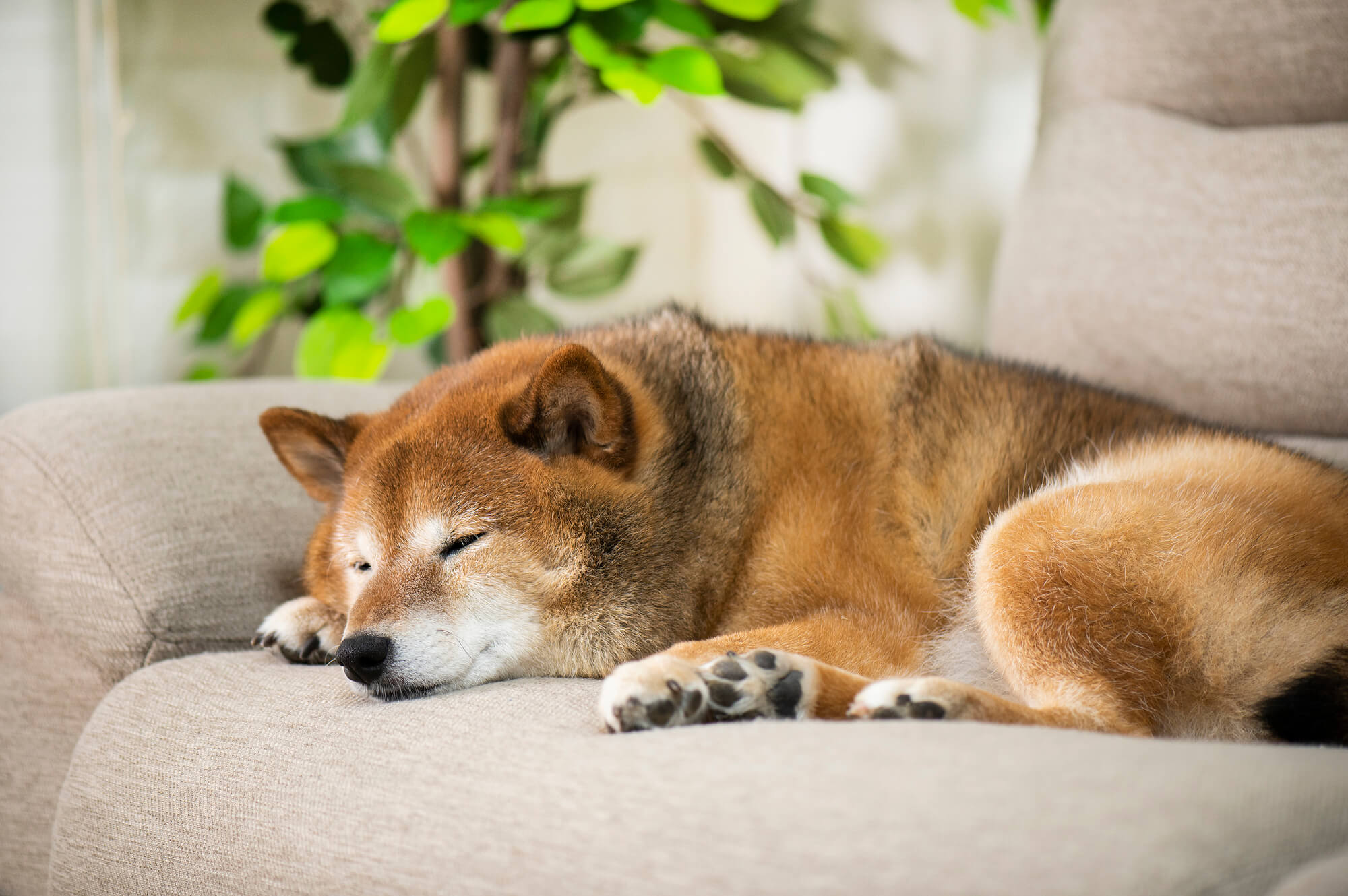 ペットが快適に過ごせる家の特徴とは？