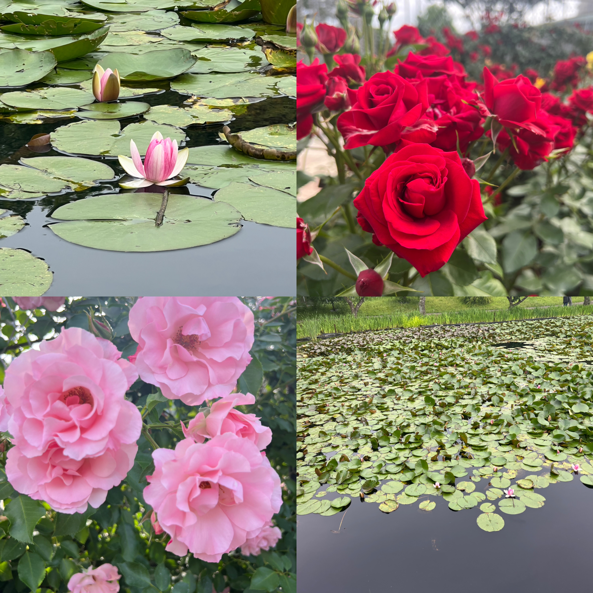 横浜市の工務店房のブログ　薔薇と蓮