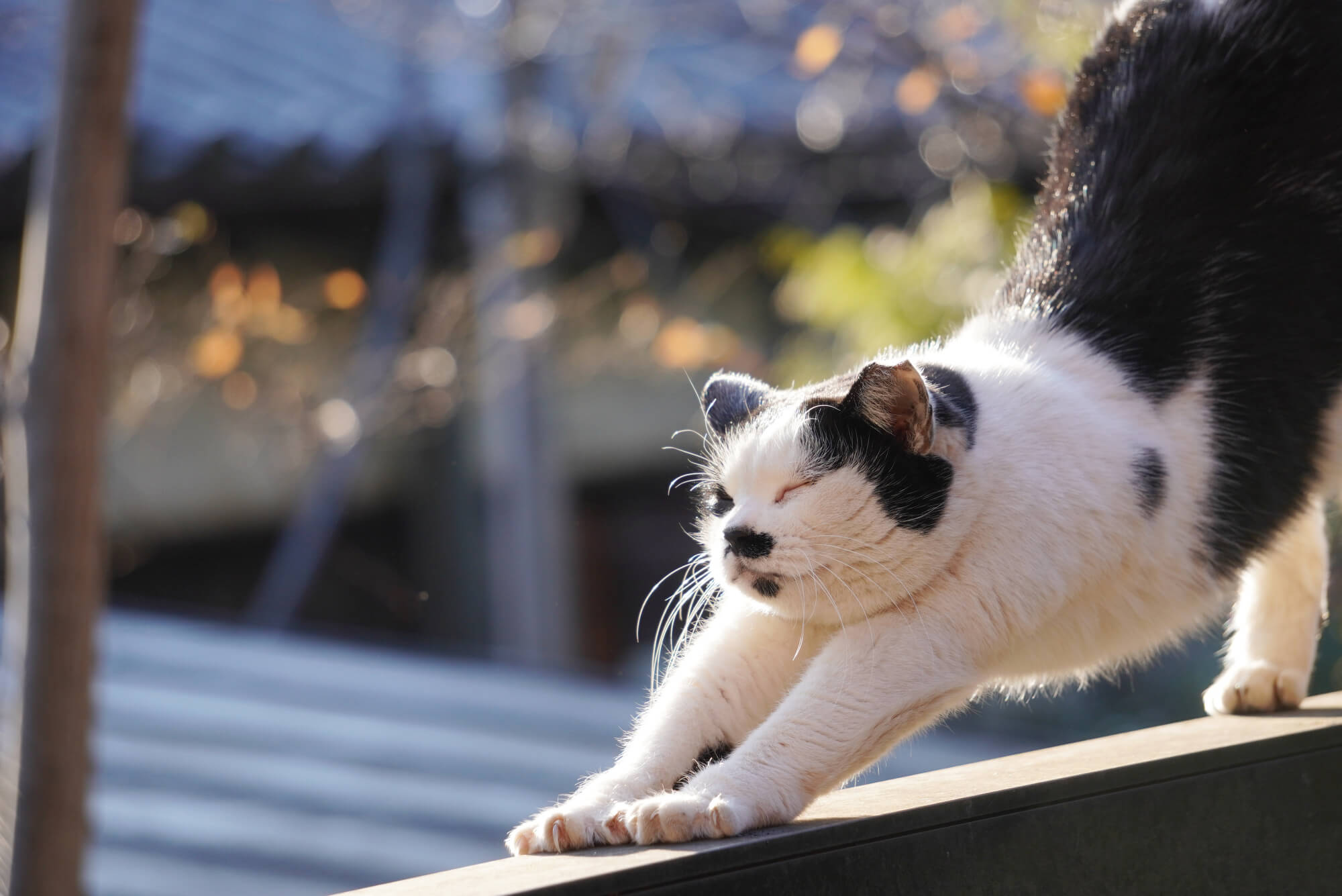 猫と暮らす家のつくり方！理想的な間取りやインテリアのアイディア、注文住宅の実例をご紹介