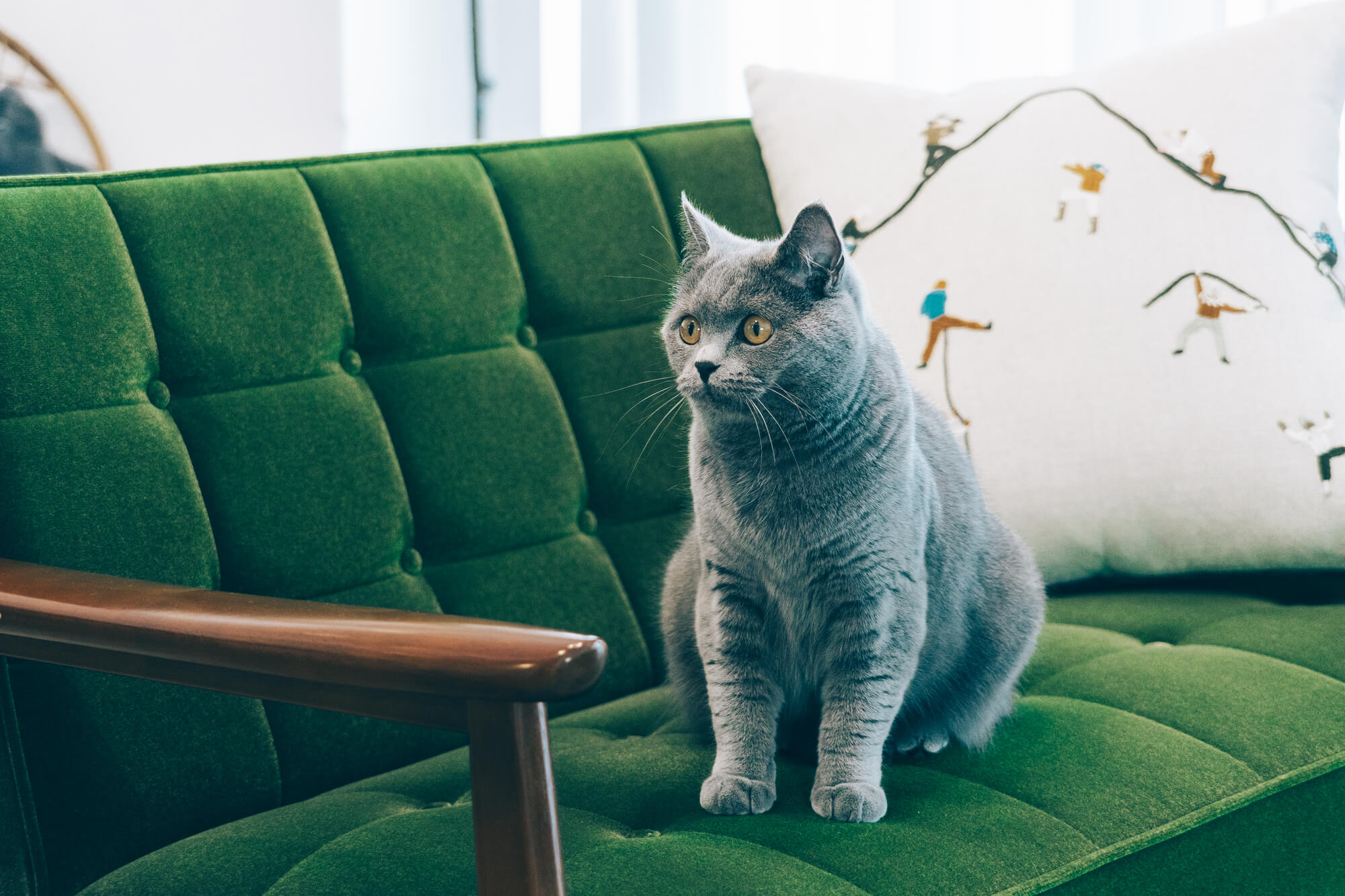 猫と暮らすための家をつくる際の注意点