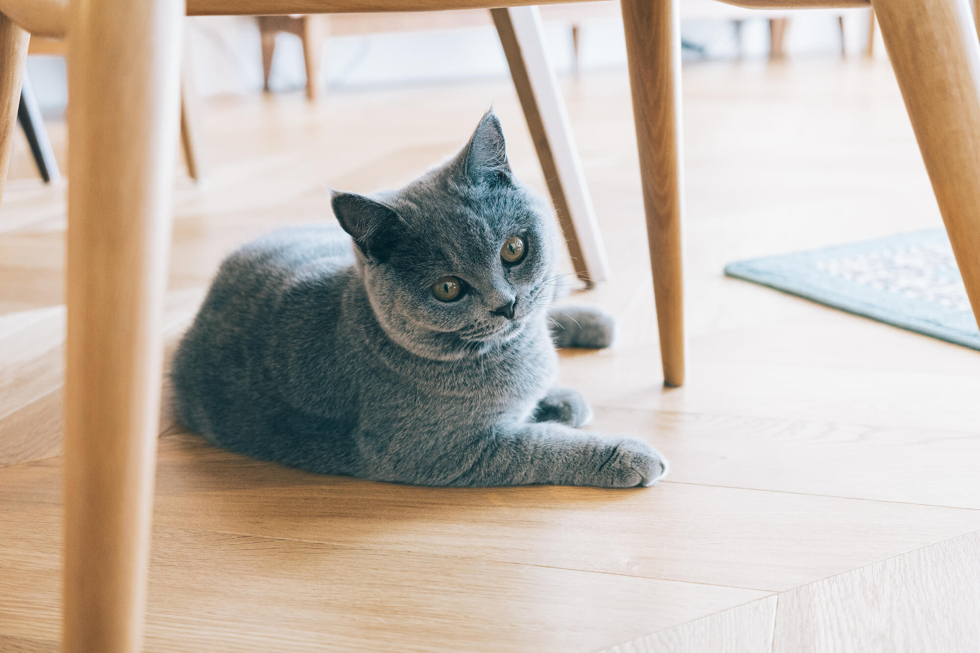 猫と快適に暮らすには、猫の特性を知ることが大切
