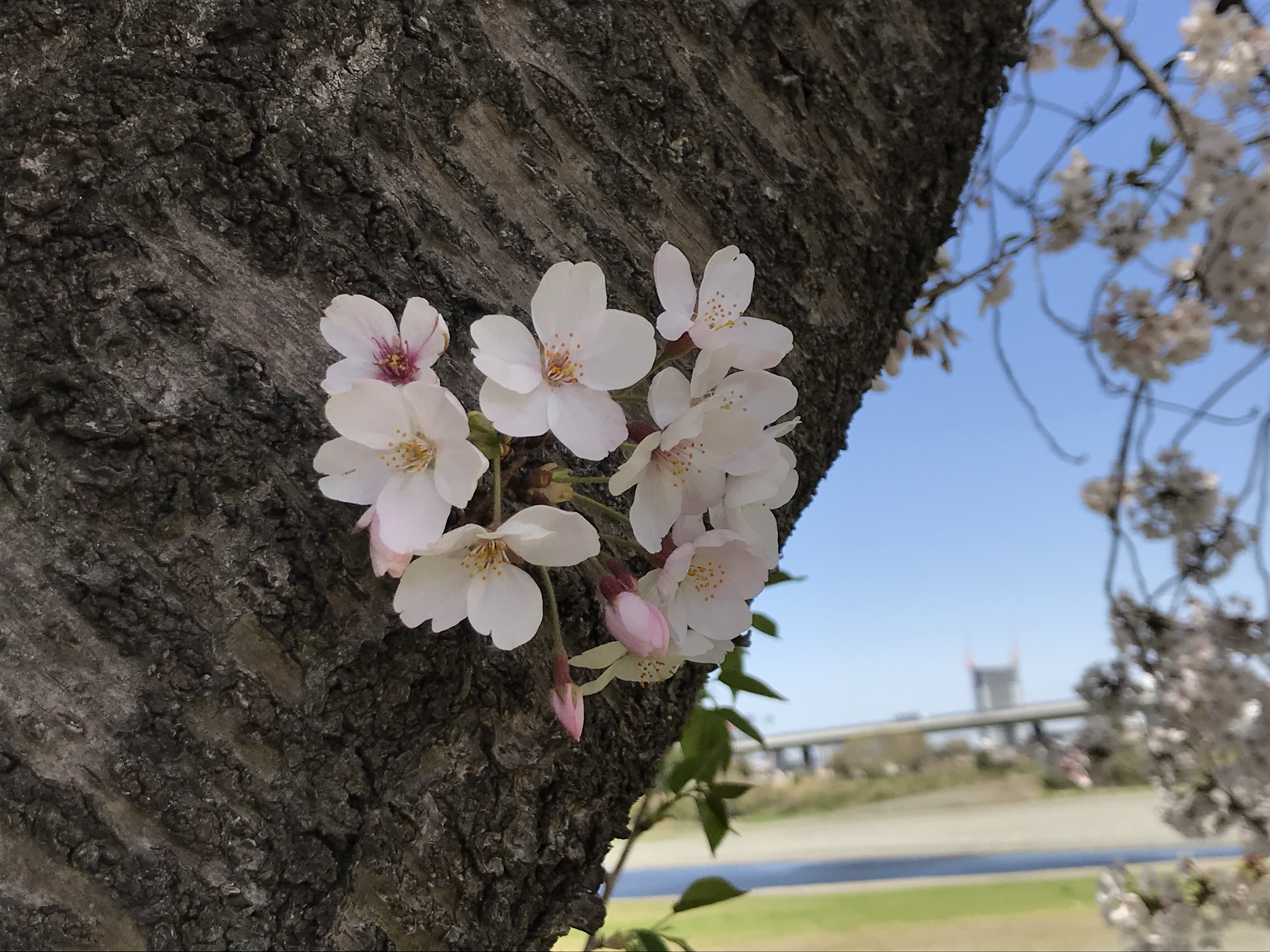 横浜市の工務店房のブログ　真心尽くせ 人知らずとも。――春に想うこと