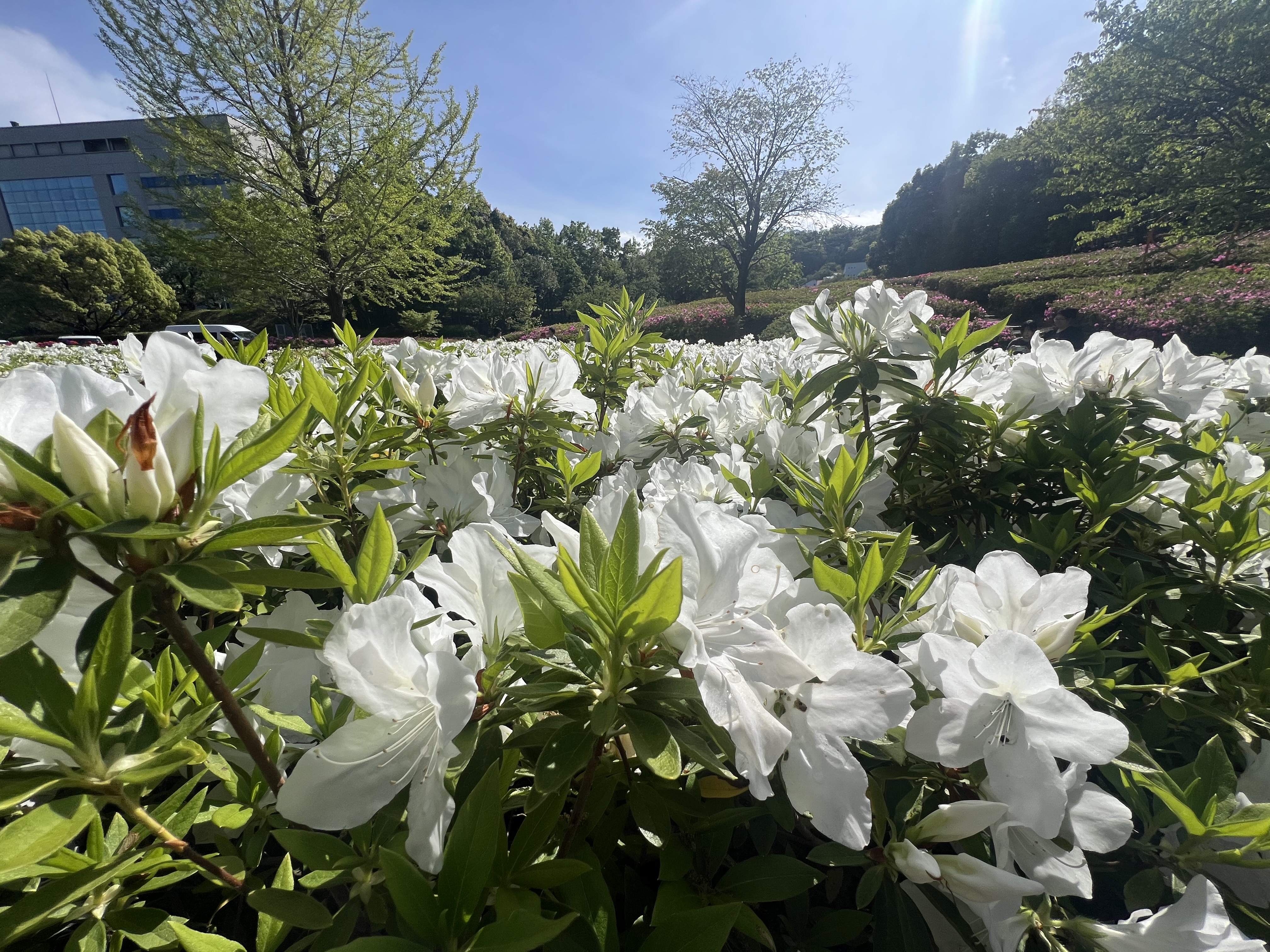 横浜市の工務店房のブログ　「家づくりは『結婚』と同じ。横浜・神奈川で後悔しないための、目に見えないパートナー選びの基準」