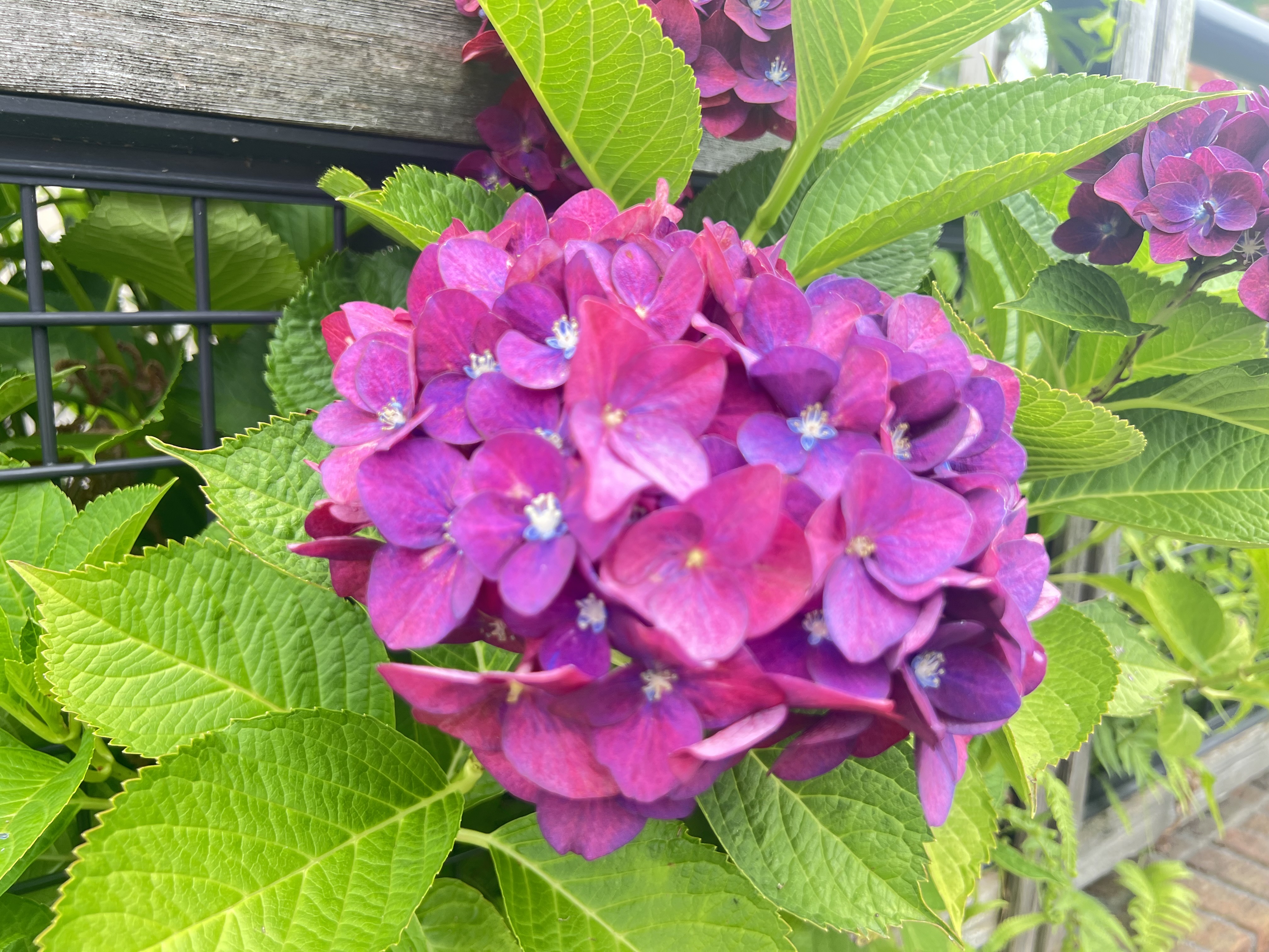 横浜市の工務店房のブログ　紫陽花の季節、レンガの家がいちばん似合うとき。