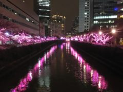 横浜市の工務店房のブログ　冬の桜