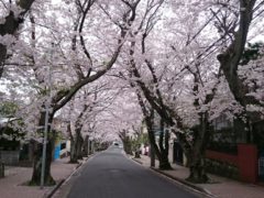 横浜市の工務店房のブログ　今年のお花見