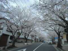 横浜市の工務店房のブログ　今年の桜