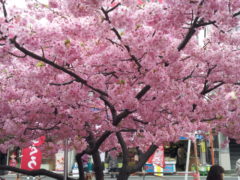 横浜市の工務店房のブログ　早咲きの桜