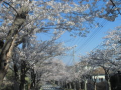 横浜市の工務店房のブログ　今年の桜　短かったですね。